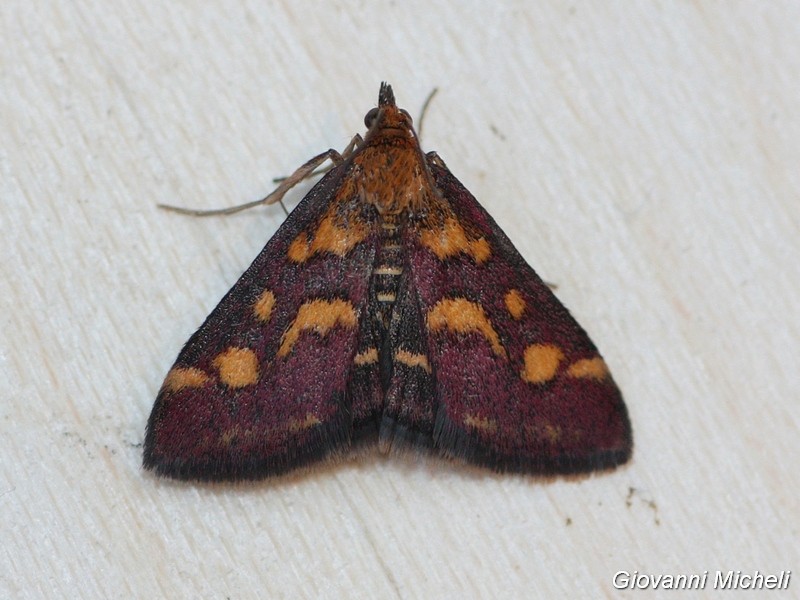 Pyrausta aurata o purpuralis?  purpuralis